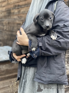 Foto №2 zu Ankündigung № 159074 zu verkaufen  - einkaufen Russische Föderation quotient 	ankündigung