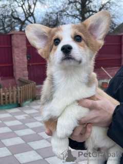 Foto №3. Pembroke-Waliser-Corgi-Welpen. Deutschland