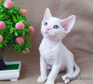 Foto №1. devon rex - zum Verkauf in der Stadt Porto | verhandelt | Ankündigung № 176998