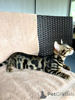 Foto №2 zu Ankündigung № 168529 zu verkaufen bengal katzenrasse - einkaufen Weißrussland vom kindergarten, züchter