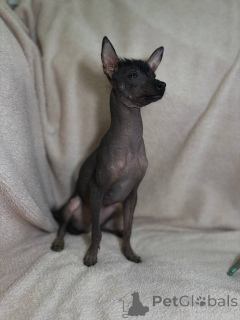 Foto №2 zu Ankündigung № 169128 zu verkaufen xoloitzcuintle - einkaufen Weißrussland züchter