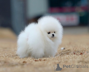 Foto №3. Мини щенки помwirkungen. Deutschland