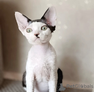 Foto №2 zu Ankündigung № 55583 zu verkaufen devon rex - einkaufen USA 