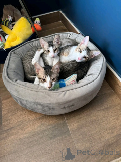 Foto №1. perserkatze - zum Verkauf in der Stadt Helsinki | 550€ | Ankündigung № 163744