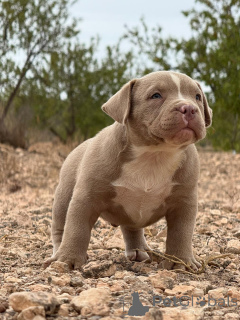Foto №2 zu Ankündigung № 151786 zu verkaufen american bully - einkaufen Spanien quotient 	ankündigung, vom kindergarten