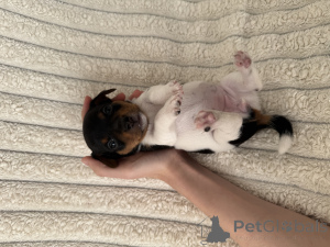 Foto №3. Verkauf von Welpen Jack-Rassel Terrier. Georgien