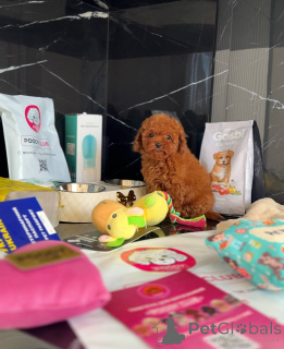 Foto №2 zu Ankündigung № 158581 zu verkaufen pudel (toy) - einkaufen Großbritannien quotient 	ankündigung