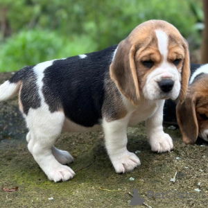 Foto №2 zu Ankündigung № 123758 zu verkaufen beagle - einkaufen Deutschland quotient 	ankündigung