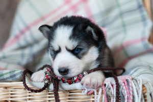 Foto №2 zu Ankündigung № 6687 zu verkaufen siberian husky - einkaufen Russische Föderation vom kindergarten