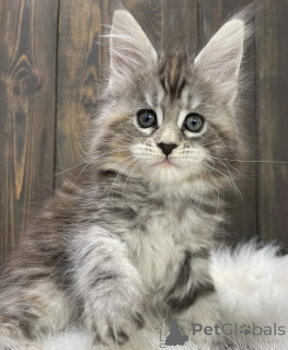 Foto №2 zu Ankündigung № 163456 zu verkaufen maine-coon-katze - einkaufen Deutschland züchter