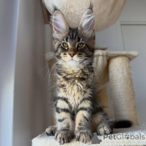 Foto №1. maine-coon-katze - zum Verkauf in der Stadt Stockholm | verhandelt | Ankündigung № 171097