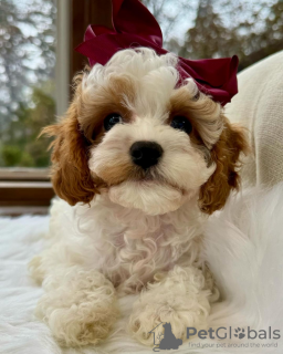 Foto №1. cavalier king charles spaniel, pudel (toy) - zum Verkauf in der Stadt Paris | verhandelt | Ankündigung № 84900