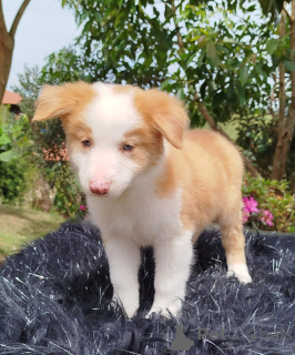 Foto №3. Geschenk entzückende Border Collie Welpen. Tschechische Republik