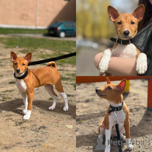 Foto №2 zu Ankündigung № 99108 zu verkaufen basenji - einkaufen Litauen züchter