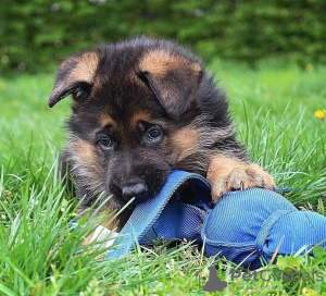 Foto №2 zu Ankündigung № 122128 zu verkaufen deutscher schäferhund - einkaufen Großbritannien 