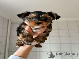 Foto №2 zu Ankündigung № 44905 zu verkaufen yorkshire terrier - einkaufen Litauen quotient 	ankündigung