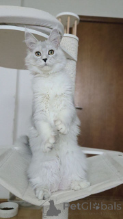 Foto №2 zu Ankündigung № 156775 zu verkaufen maine-coon-katze - einkaufen Belgien züchter