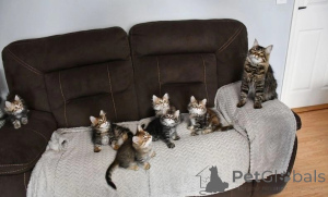 Foto №1. sibirische katze - zum Verkauf in der Stadt Badgastein | 350€ | Ankündigung № 171014