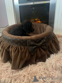 Foto №3. Langhaarige Zwergdackel. Serbien