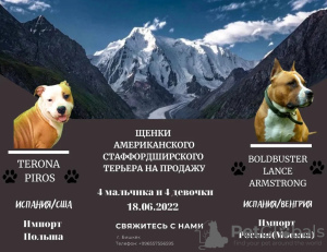 Foto №1. amerikanischer staffordshire terrier - zum Verkauf in der Stadt Bischkek | verhandelt | Ankündigung № 25856