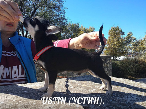 Foto №3. Für ernsthafte und verantwortungsbewusste.. Russische Föderation