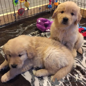 Foto №2 zu Ankündigung № 138867 zu verkaufen golden retriever - einkaufen Deutschland quotient 	ankündigung, züchter
