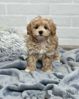 Foto №2 zu Ankündigung № 131740 zu verkaufen maltipu - einkaufen USA quotient 	ankündigung