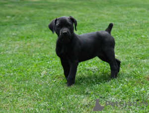 Zusätzliche Fotos: Boerboel-Welpen (Südafrikanischer Mastiff).