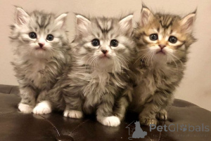 Foto №1. sibirische katze - zum Verkauf in der Stadt Erkelenz | 450€ | Ankündigung № 166293