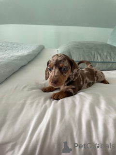 Foto №3. Dackelwelpen....WhatsApp an mich unter 44 7453 907158. Deutschland