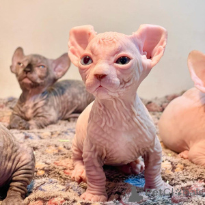 Foto №1. sphynx-katze - zum Verkauf in der Stadt Florida | 319€ | Ankündigung № 135775