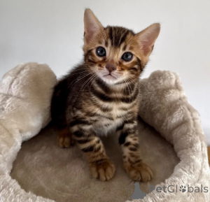 Foto №1. bengal katzenrasse - zum Verkauf in der Stadt Bundenbach | 350€ | Ankündigung № 178167