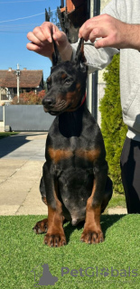 Zusätzliche Fotos: Dobermann-Welpen zu verkaufen