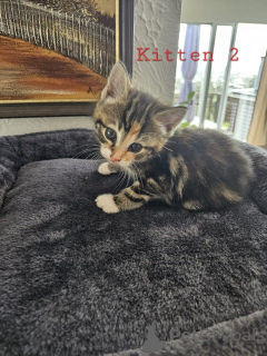 Foto №2 zu Ankündigung № 172428 zu verkaufen maine-coon-katze - einkaufen Österreich züchter