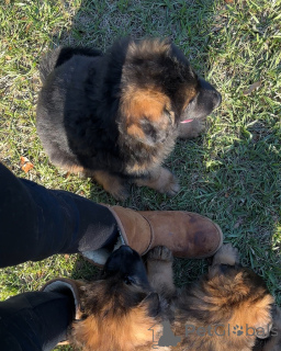 Foto №1. deutscher schäferhund - zum Verkauf in der Stadt Arlington | 430€ | Ankündigung № 172357