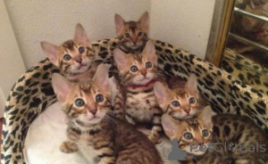 Foto №1. bengal katzenrasse - zum Verkauf in der Stadt Amsterdam | 500€ | Ankündigung № 160769