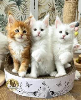 Foto №2 zu Ankündigung № 172252 zu verkaufen maine-coon-katze - einkaufen Niederlande 