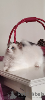 Foto №1. ragdoll-katze - zum Verkauf in der Stadt Стамбул | 1250€ | Ankündigung № 106817