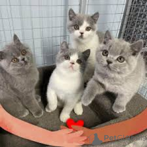 Foto №3. Myytävät brittiläisen lyhytkarvaiset kissanpennut. Finnland