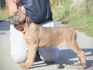 Zusätzliche Fotos: Cane Corso puppies available for sale.