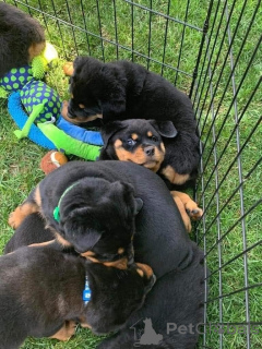 Foto №1. rottweiler - zum Verkauf in der Stadt Basel | verhandelt | Ankündigung № 158365