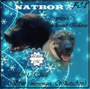 Foto №2 zu Ankündigung № 4606 zu verkaufen zentralasiatischer owtscharka - einkaufen Weißrussland vom kindergarten