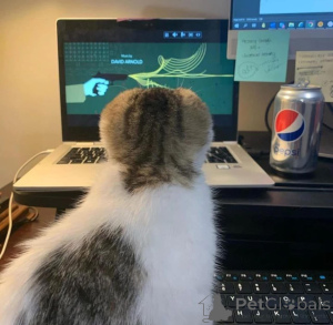 Foto №3. Das Beste, was man nach einem langen, anstrengenden Arbeitstag nach Hause kommen. Belgien