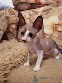 Foto №1. cornish rex - zum Verkauf in der Stadt Wormeldange | verhandelt | Ankündigung № 173268