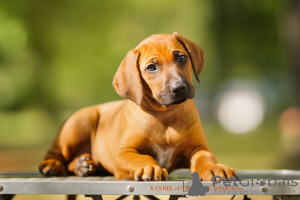 Foto №2 zu Ankündigung № 72846 zu verkaufen rhodesian ridgeback - einkaufen Weißrussland quotient 	ankündigung