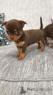 Foto №2 zu Ankündigung № 168263 zu verkaufen chihuahua - einkaufen Schweden quotient 	ankündigung, züchter