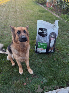 Foto №2 zu Ankündigung № 169113 zu verkaufen deutscher schäferhund - einkaufen Finnland quotient 	ankündigung