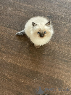 Foto №3. Zwei schöne Ragdoll-Kätzchen zu verkaufen. Deutschland