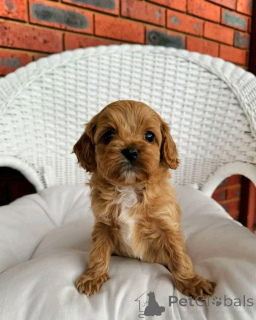 Foto №3. CAVAPOO-WELPEN ZUR-Adoption. Deutschland
