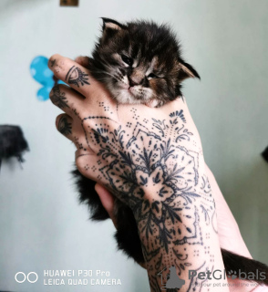 Foto №1. maine-coon-katze - zum Verkauf in der Stadt Дрезден | 700€ | Ankündigung № 42476